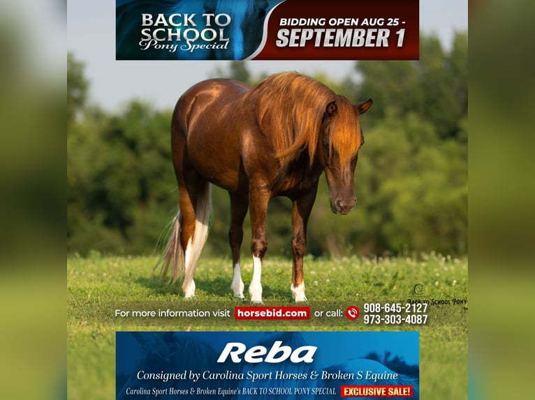 Quarter Pony Mare 8 years 13,1 hh Chestnut in Clover