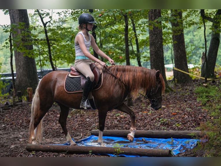 Quarter Pony Mare 8 years 13,1 hh Chestnut in Clover