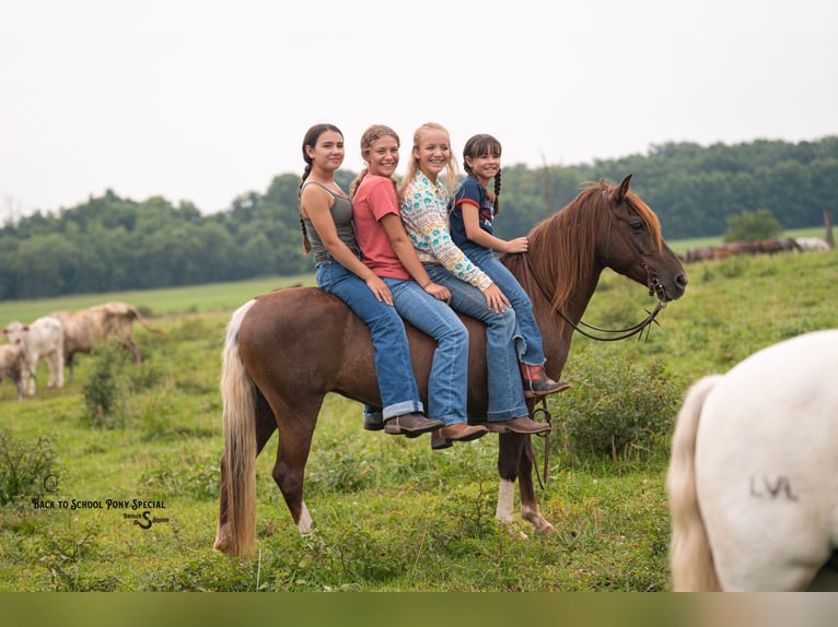 Quarter Pony Mare 8 years 13,1 hh Chestnut in Clover