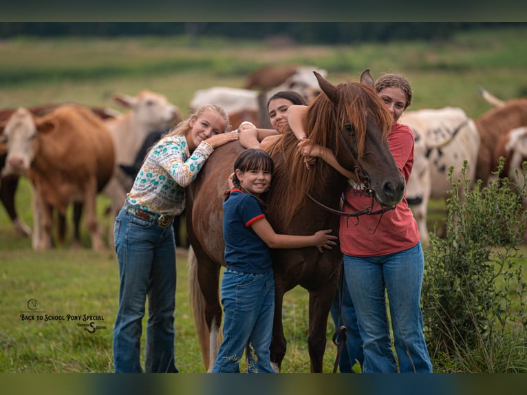 Quarter Pony Mare 8 years 13,1 hh Chestnut in Clover