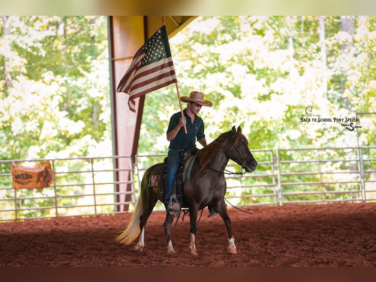 Quarter Pony Mare 8 years 13,1 hh in Clover
