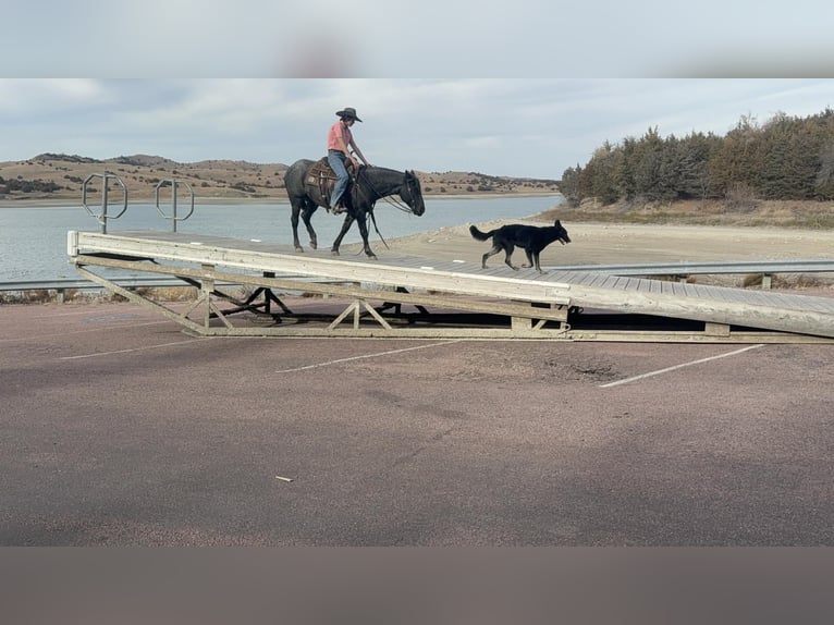 Quarter Pony Mare 8 years 14 hh Roan-Blue in Corsica
