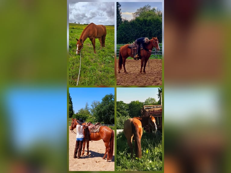 Quarter Pony Mare 8 years 14,3 hh Chestnut-Red in K&#xF6;nigswinter