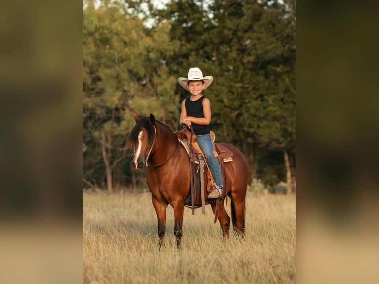 Quarter Pony Mare 8 years Bay in Mexia