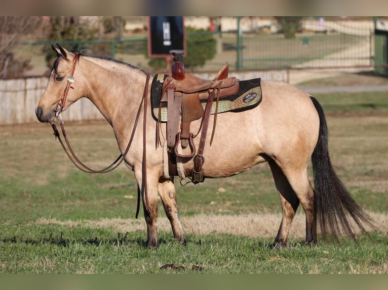 Quarter Pony Mare 8 years Buckskin in Joshua, TX