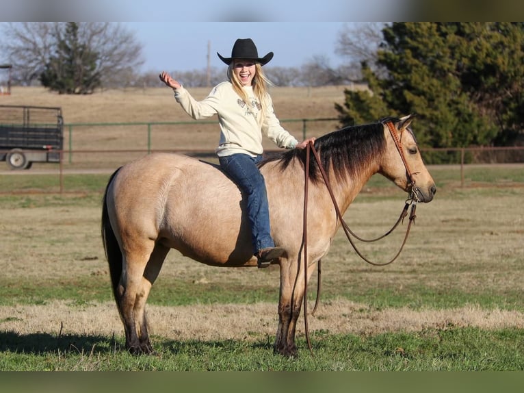 Quarter Pony Mare 8 years Buckskin in Joshua, TX
