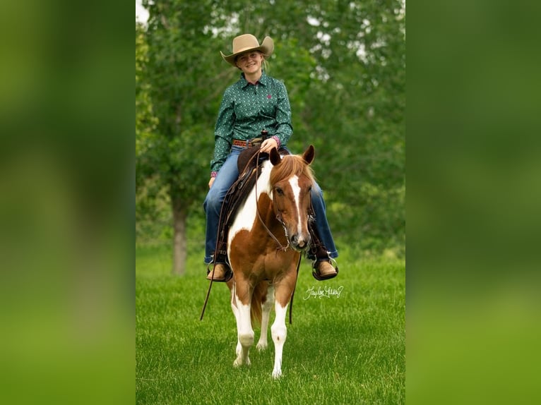 Quarter Pony Mare 8 years in Princeton, KY