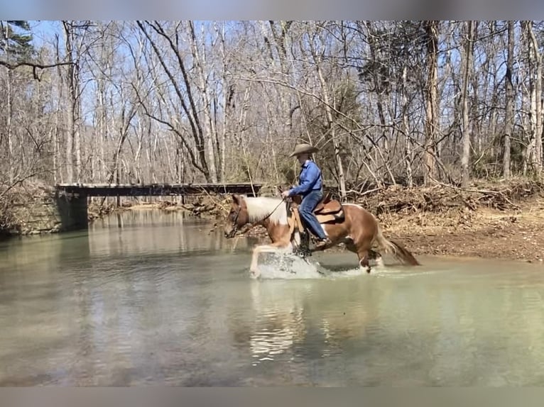 Quarter Pony Mare 8 years in Princeton, KY