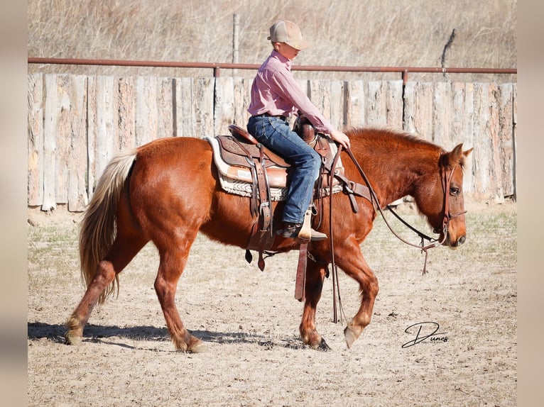 Quarter Pony Mare 9 years 13,2 hh Sorrel in Thedford