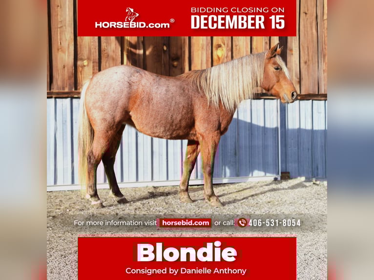 Quarter Pony Mare 9 years 13,1 hh Roan-Red in Hamilton