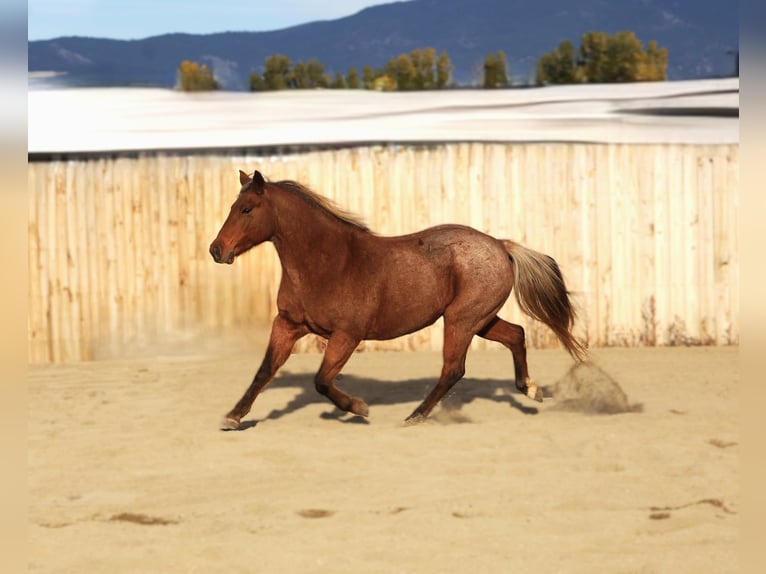 Quarter Pony Mare 9 years 13,1 hh Roan-Red in Hamilton