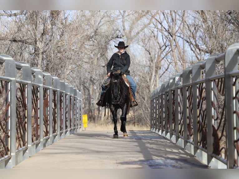 Quarter Pony Mare 9 years 14.1 hh Roan-Blue in Nunn