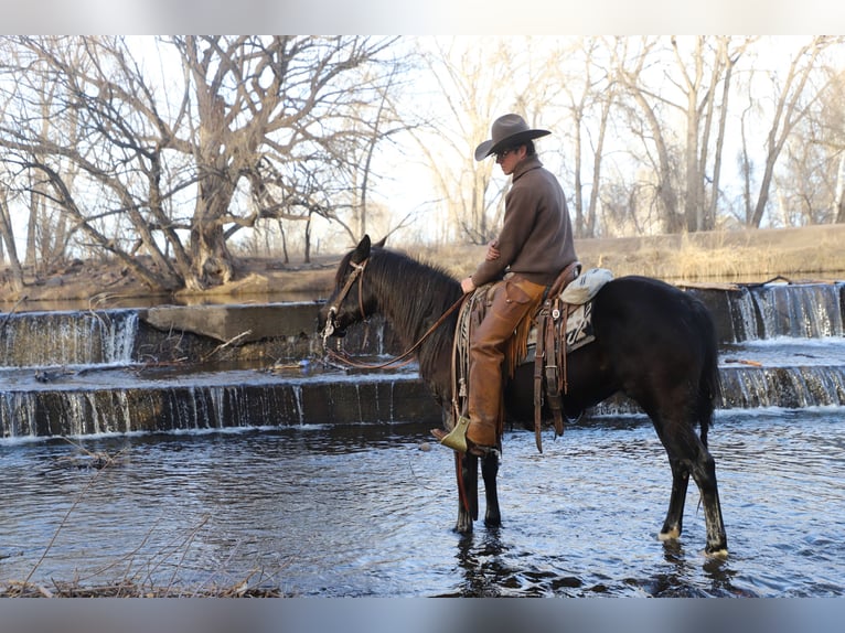 Quarter Pony Mare 9 years 14.1 hh Roan-Blue in Nunn