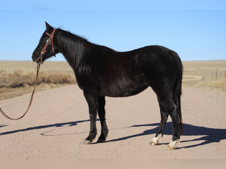 Quarter Pony Mare 9 years 14.1 hh Roan-Blue in Nunn