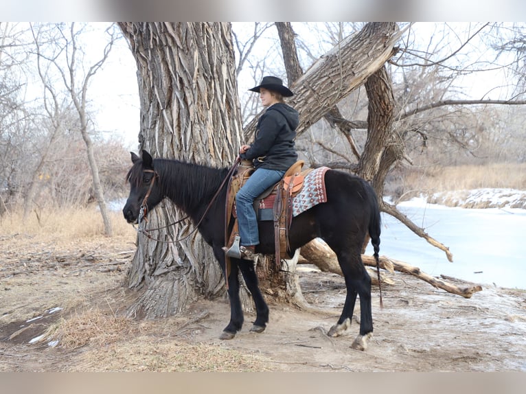 Quarter Pony Mare 9 years 14.1 hh Roan-Blue in Nunn