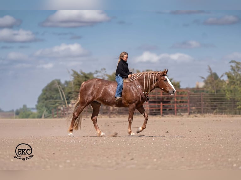 Quarter Pony Mare 9 years 14 hh Sorrel in Canyon