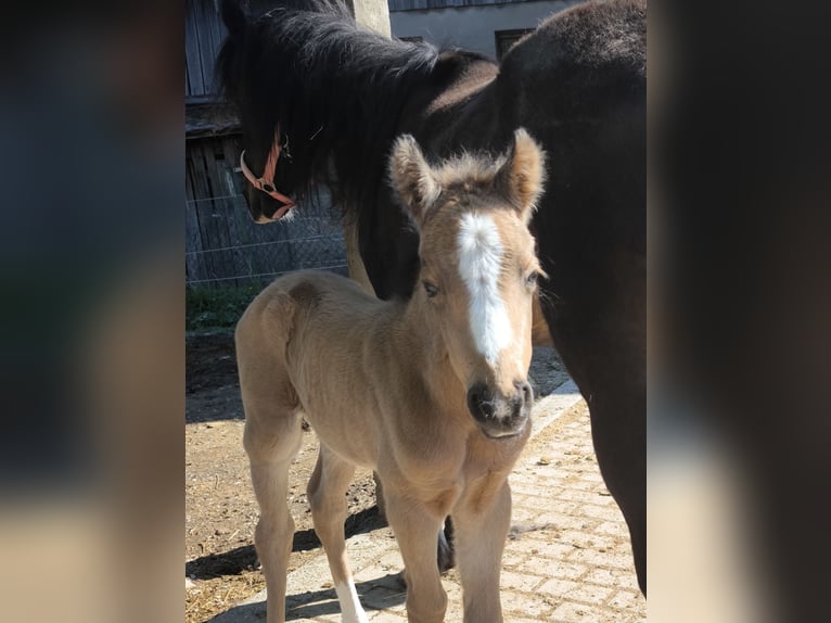 Quarter Pony Mare Foal (04/2024) 13,2 hh Buckskin in Altenkunstadt