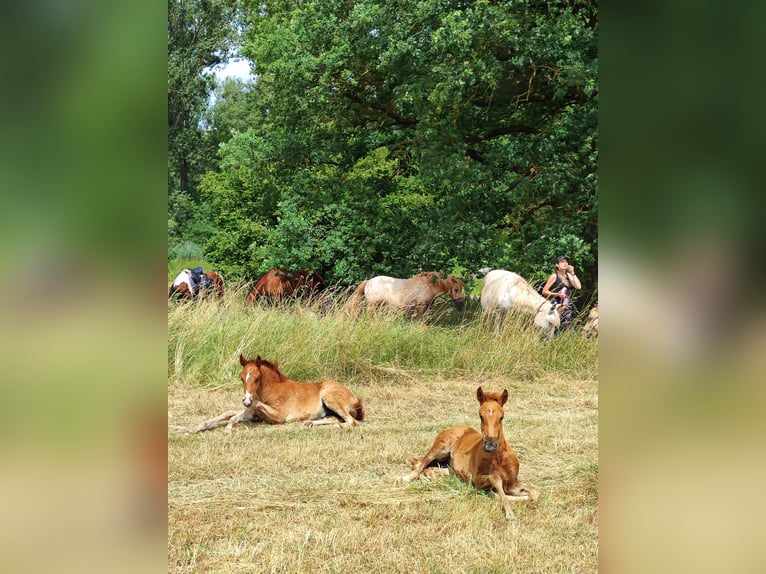 Quarter Pony Mare Foal (05/2026) 14.1 hh Chestnut-Red in Hundsbach