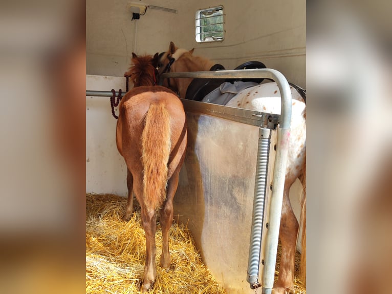 Quarter Pony Mare Foal (05/2026) 14.1 hh Chestnut-Red in Hundsbach