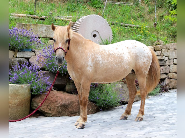 Quarter Pony Mare Foal (05/2026) 14.1 hh Chestnut-Red in Hundsbach
