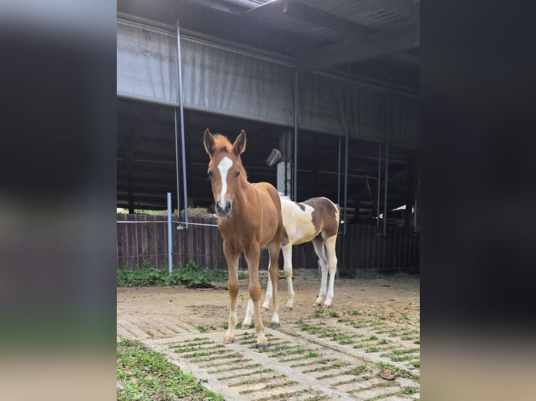 Quarter Pony Mix Mare Foal (05/2024) 14,1 hh Chestnut-Red in Konzell