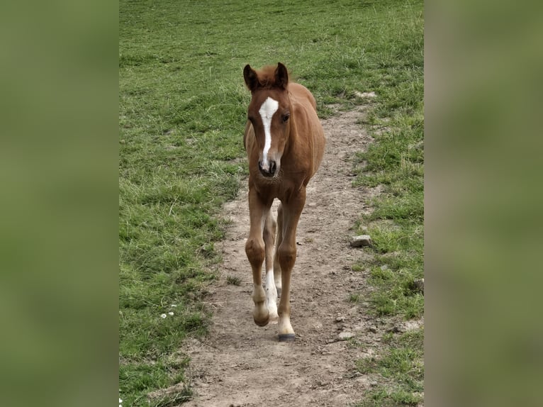 Quarter Pony Mix Mare Foal (05/2024) 14,1 hh Chestnut-Red in Konzell