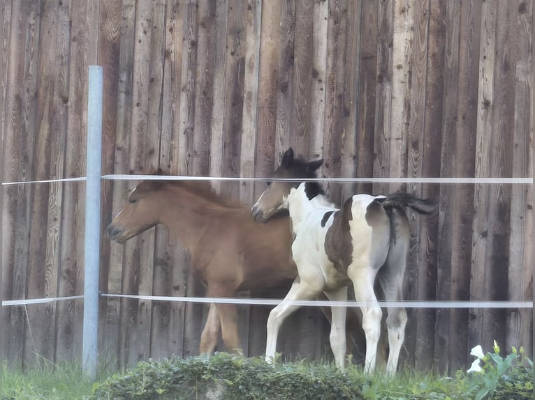 Quarter Pony Mix Mare Foal (05/2024) 14,1 hh Chestnut-Red in Konzell