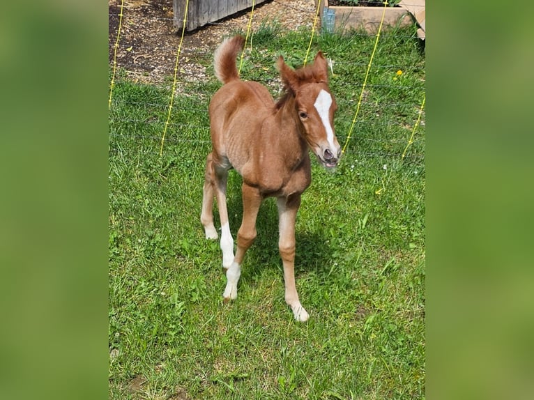 Quarter Pony Mix Mare Foal (05/2024) 14,1 hh Chestnut-Red in Konzell