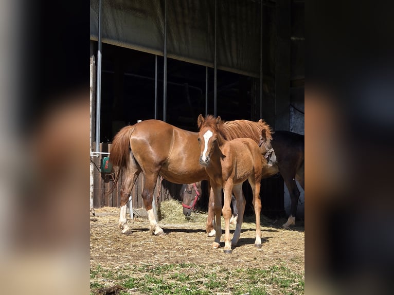 Quarter Pony Mix Mare Foal (05/2024) 14,1 hh Chestnut-Red in Konzell