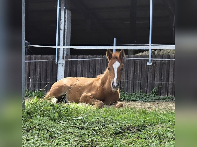 Quarter Pony Mix Mare Foal (05/2024) 14,1 hh Chestnut-Red in Konzell