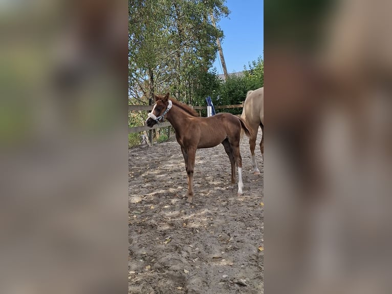 Quarter Pony Mare Foal (06/2026) 14.2 hh Red Dun in Radevormwald