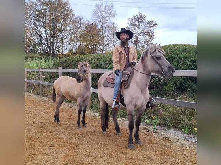 Quarter Pony Mix Mare Foal (04/2025) 14,2 hh in Bernbeuren Quarter Pony Mix Mare Foal (04/2025) 14,2 hh in Bernbeuren