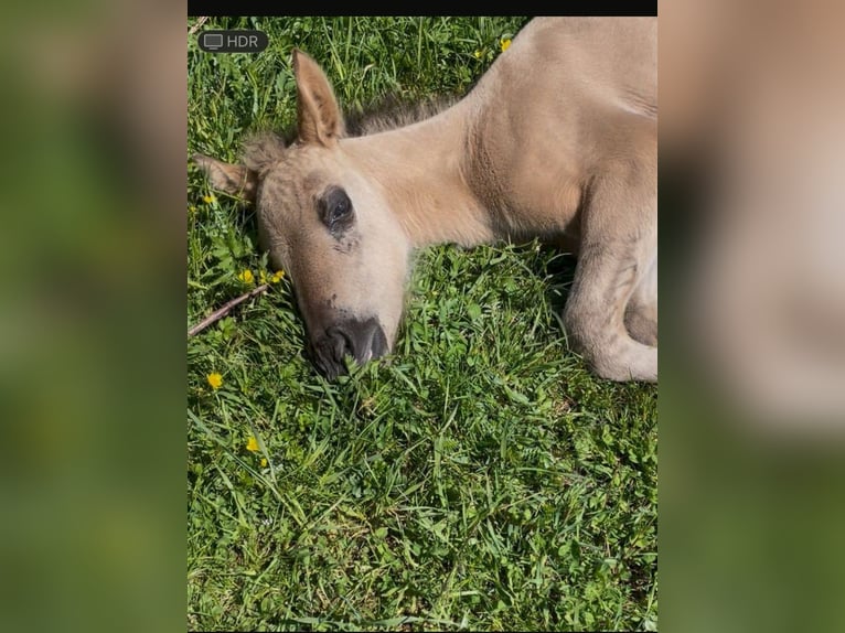 Quarter Pony Mix Mare Foal (04/2025) 14,2 hh in Bernbeuren Quarter Pony Mix Mare Foal (04/2025) 14,2 hh in Bernbeuren