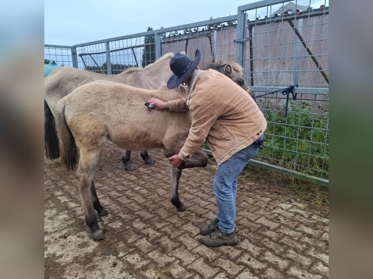 Quarter Pony Mix Mare Foal (04/2025) 14,2 hh in Bernbeuren Quarter Pony Mix Mare Foal (04/2025) 14,2 hh in Bernbeuren