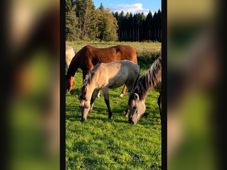 Quarter Pony Mix Mare Foal (04/2025) 14,2 hh in Bernbeuren Quarter Pony Mix Mare Foal (04/2025) 14,2 hh in Bernbeuren