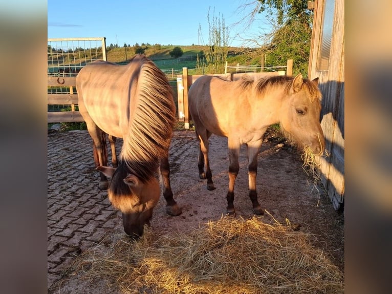 Quarter Pony Mix Mare Foal (04/2025) 14,2 hh in Bernbeuren Quarter Pony Mix Mare Foal (04/2025) 14,2 hh in Bernbeuren