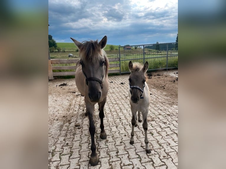 Quarter Pony Mix Mare Foal (04/2025) 14,2 hh in Bernbeuren Quarter Pony Mix Mare Foal (04/2025) 14,2 hh in Bernbeuren