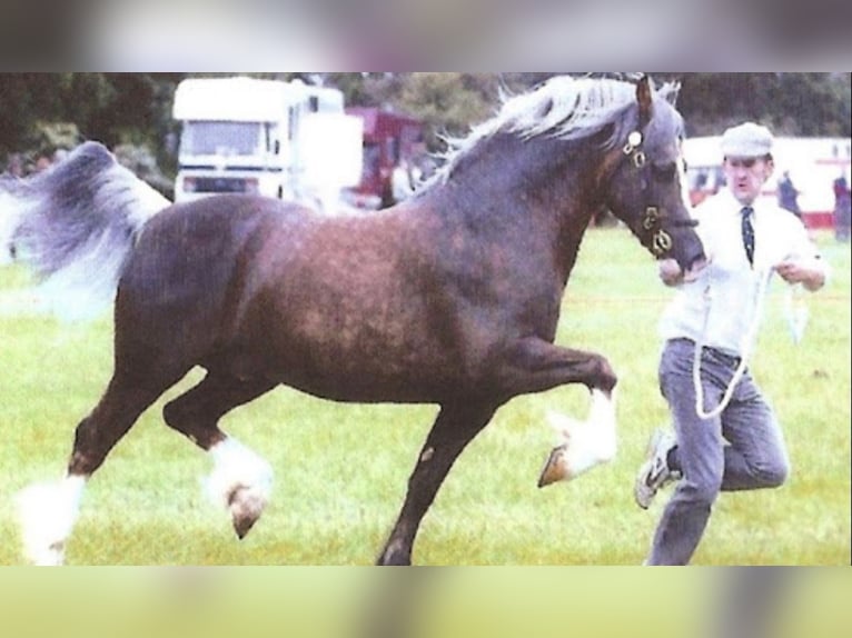 Quarter Pony Mare Foal (05/2024) 15 hh Palomino in Leybuchtpolder