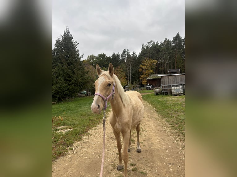 Quarter Pony Mix Mare Foal (01/2025) Palomino in Sulzbach-Rosenberg