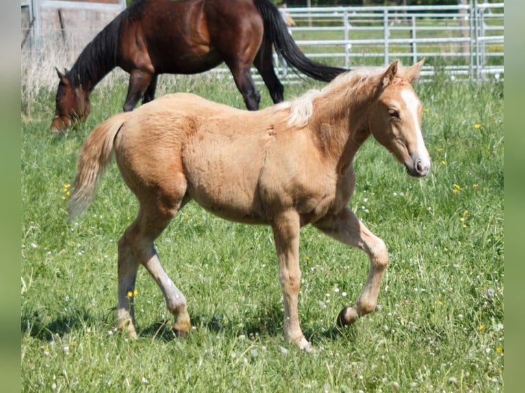 Quarter Pony Mix Mare Foal (01/2025) Palomino in Sulzbach-Rosenberg