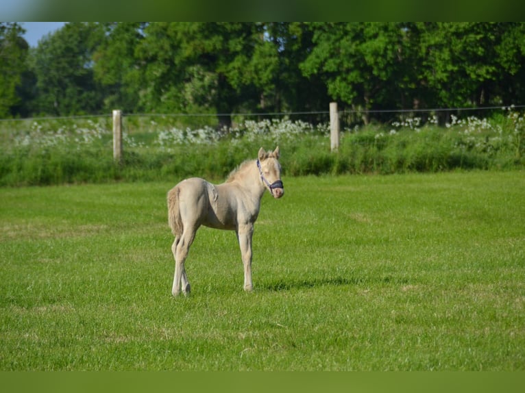 Quarter Pony Mare  Perlino in Voltlage