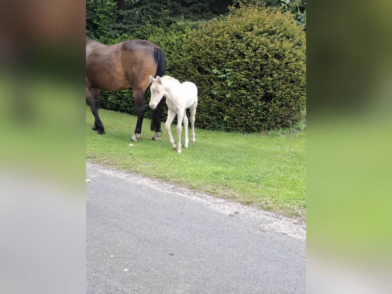 Quarter Pony Mare  Perlino in Voltlage