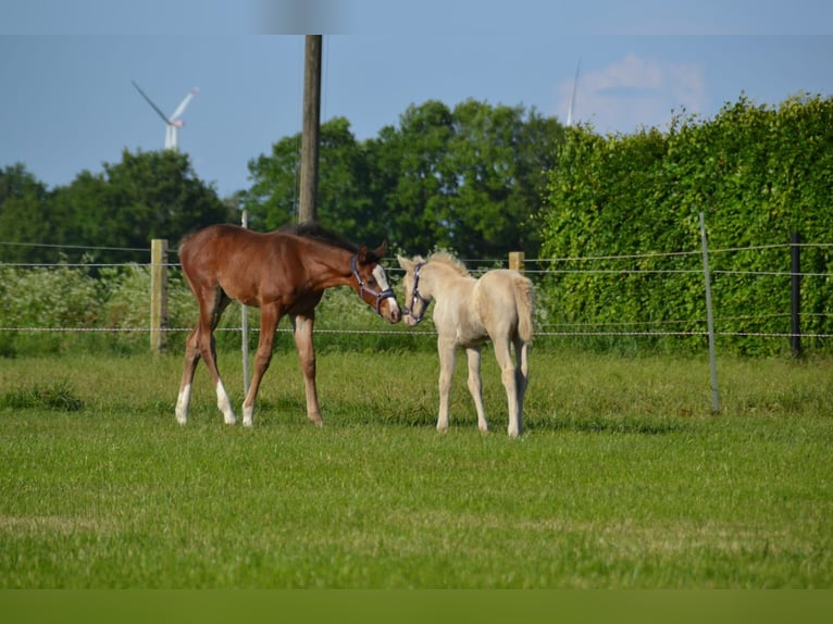 Quarter Pony Mare  Perlino in Voltlage