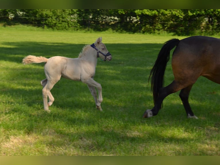 Quarter Pony Mare  Perlino in Voltlage