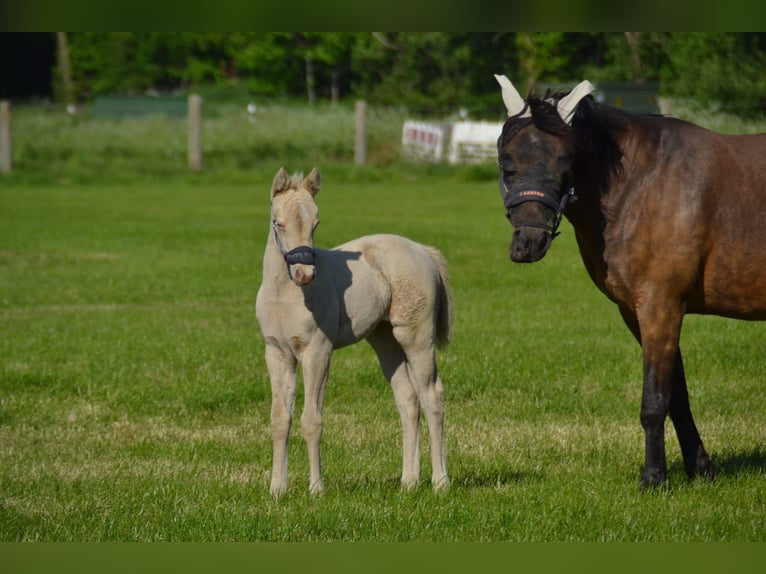 Quarter Pony Mare  Perlino in Voltlage