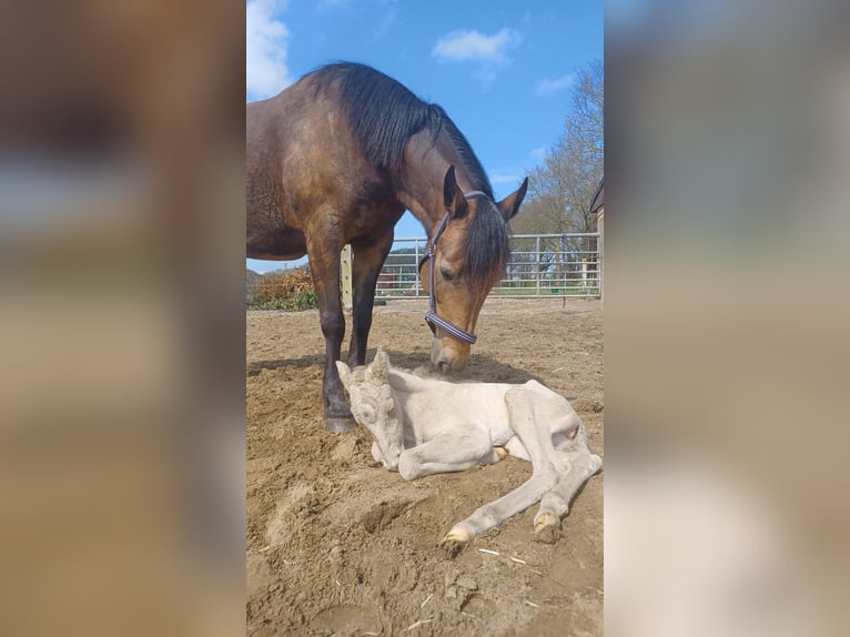 Quarter Pony Mare  Perlino in Voltlage