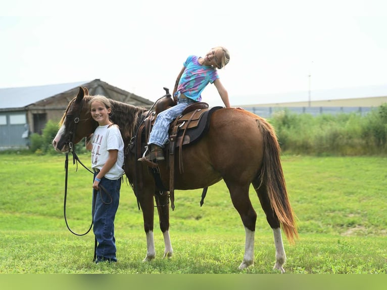 Quarter Pony Merrie 10 Jaar 137 cm Roodvos in Corsica
