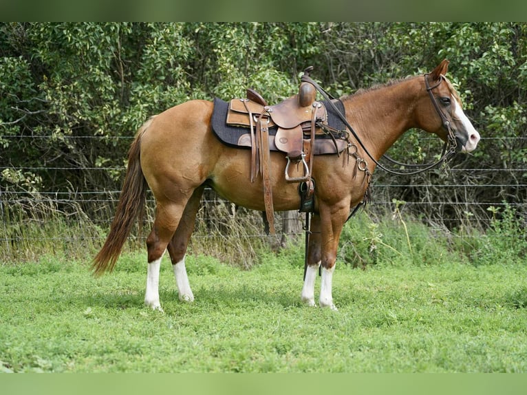 Quarter Pony Merrie 10 Jaar 137 cm Roodvos in Corsica