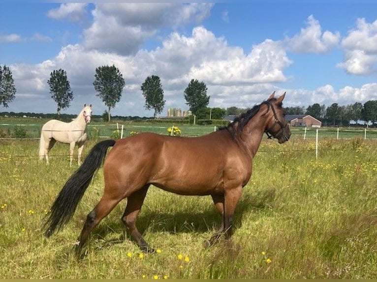 Quarter Pony Merrie 10 Jaar 150 cm Donkerbruin in Nuland