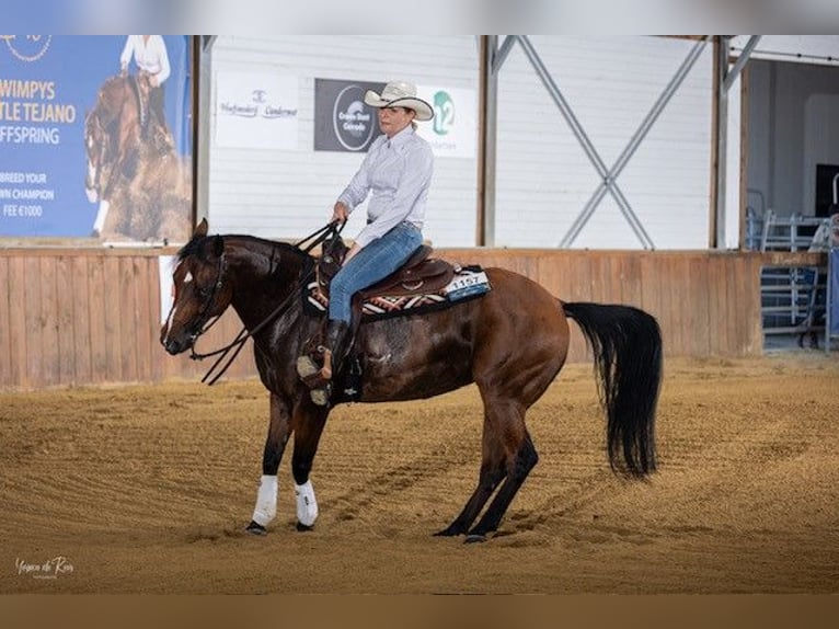 Quarter Pony Merrie 10 Jaar 150 cm Donkerbruin in Nuland